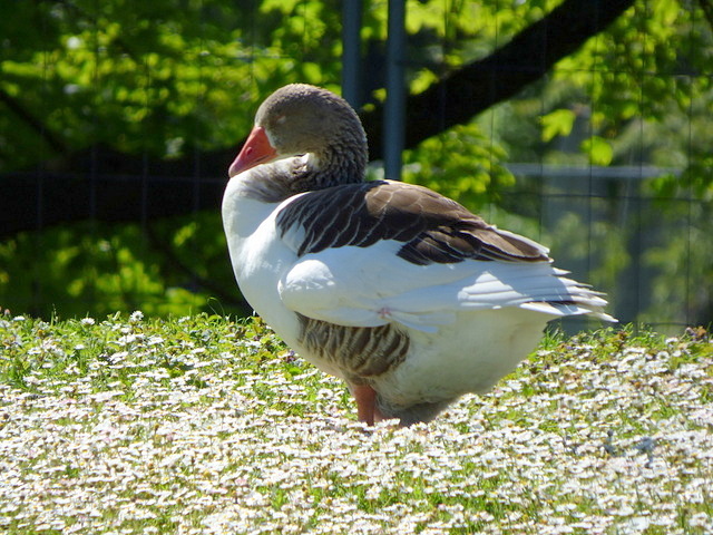 Gans(z) müde