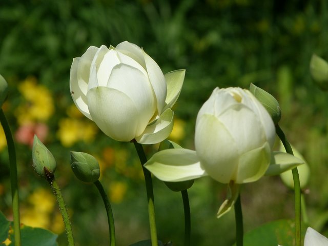 Lotus