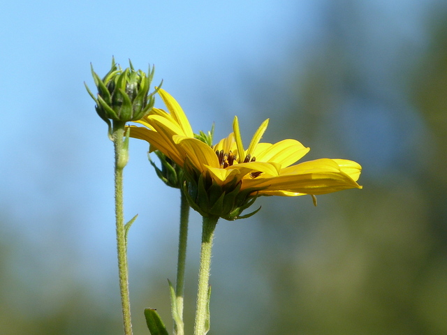 Helianthus Tuberosus