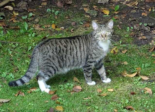 Katze