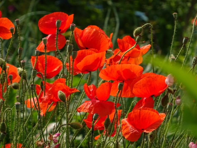 Mohn
