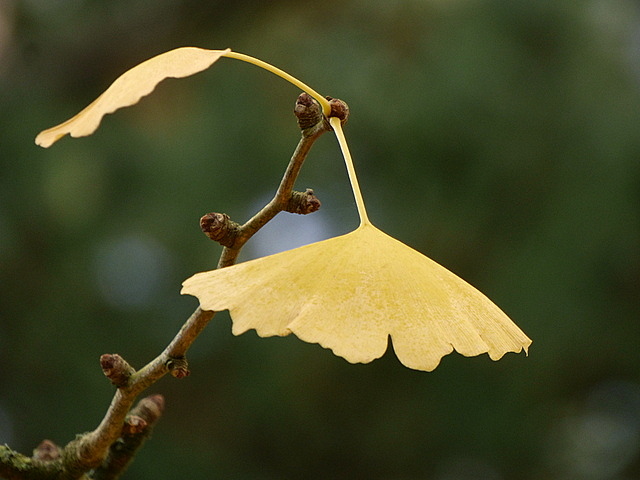 Ginkgo