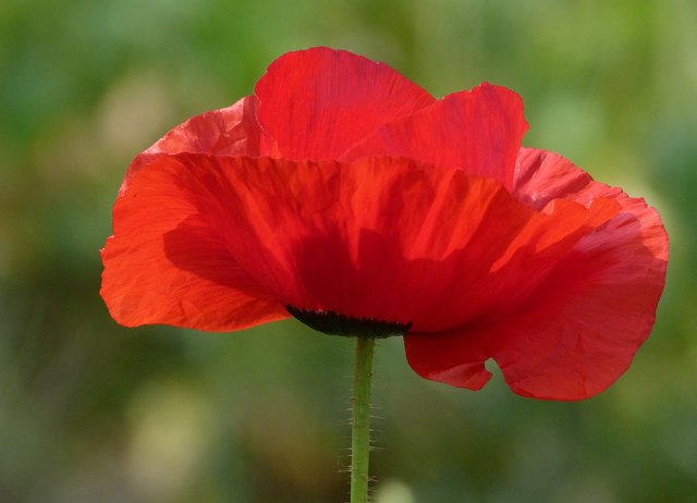 Mohnblüte