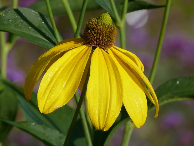 Fallschirm Sonnenhut
