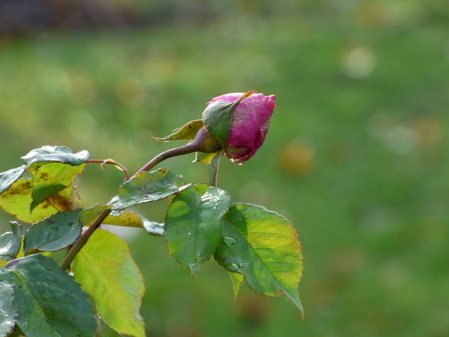 Rose im Dezember