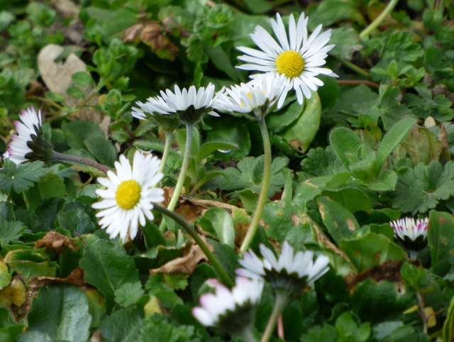 Gänseblümchen