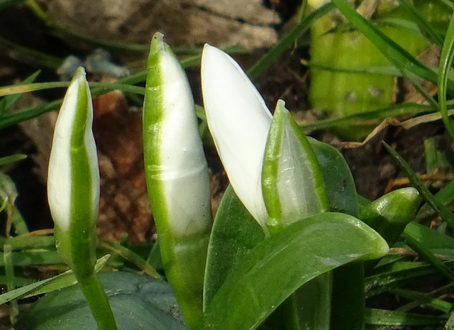 Knospen vom Schneeglöckchen