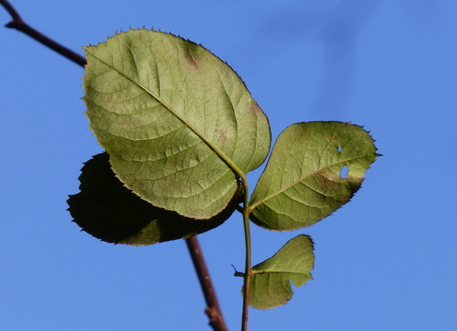 Rosenblätter