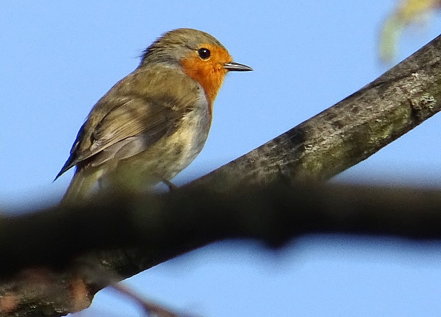 Rotkehlchen