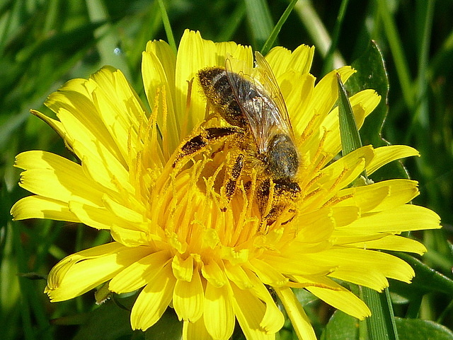 Fleißiges Bienchen