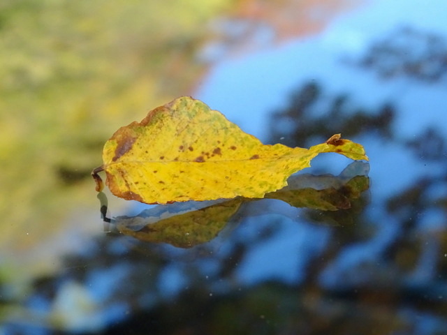 Herbstblatt