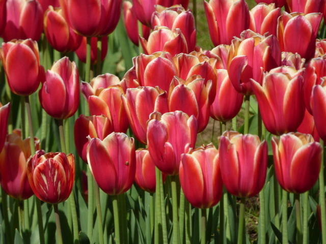Tulpen