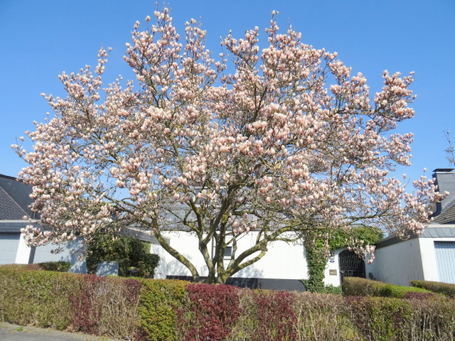 Magnolienbaum