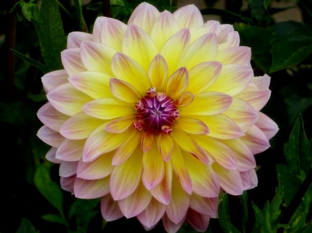 Dahlie