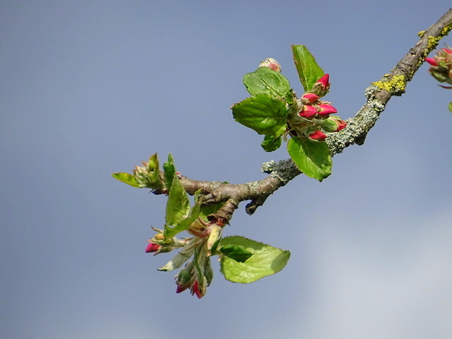 Apfelblüte