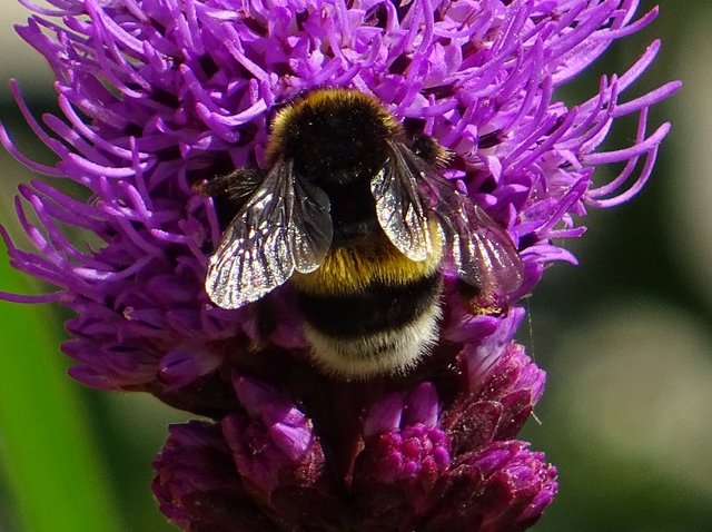 Hummel