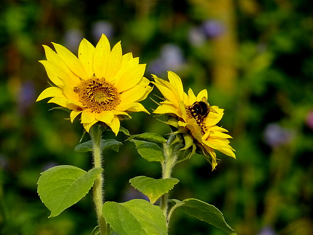 Sonnenblumen