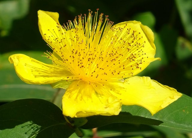 Johanniskrautblüte