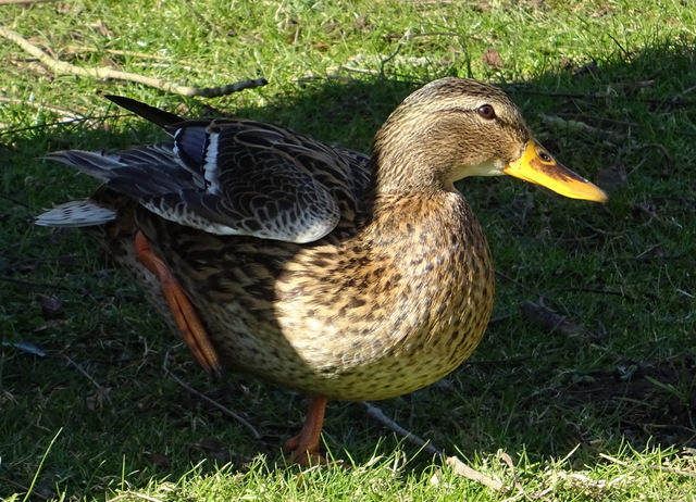 Ente