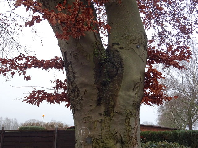 Baum