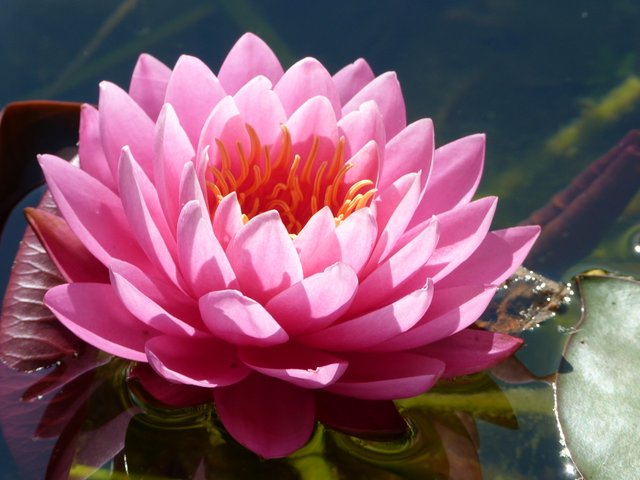 Seerose