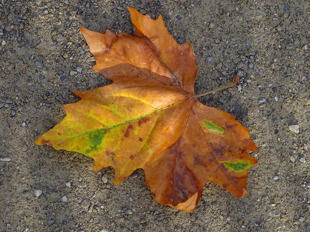 Blatt