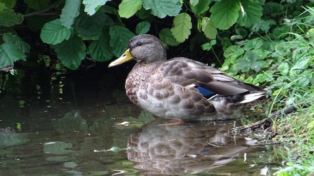 Ente