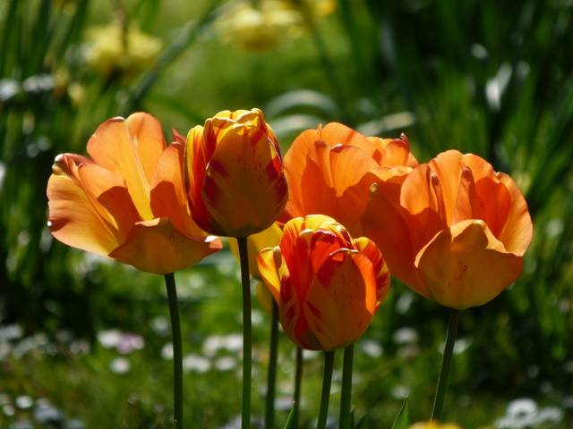 Tulpen sonnendurchflutet