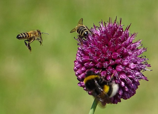 Zierlauch mit Hummel und Bienen