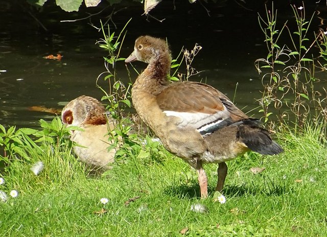 Junge Nilgänse bekommen ihr Gefieder