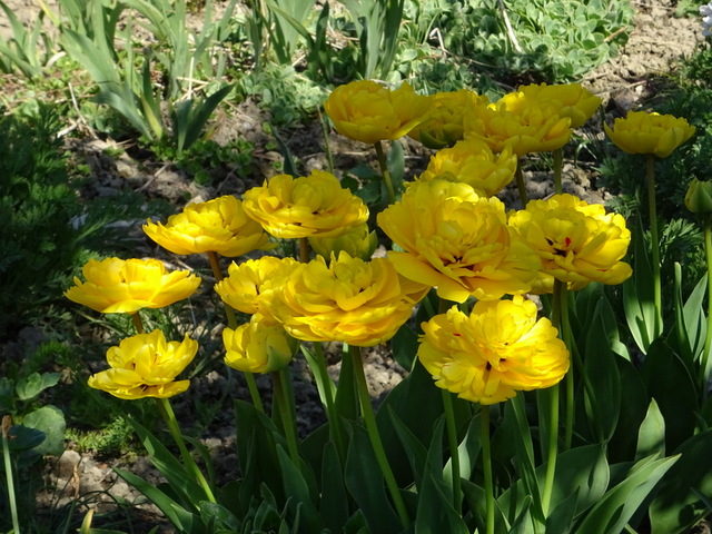 Gefüllte Tulpen