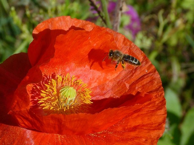 Mohn und Biene mit Schatten