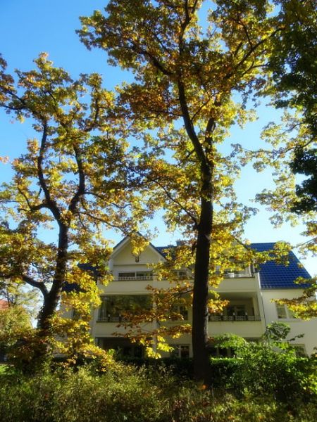 Herbstbäume