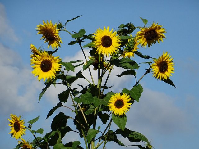 Sonnenblumen
