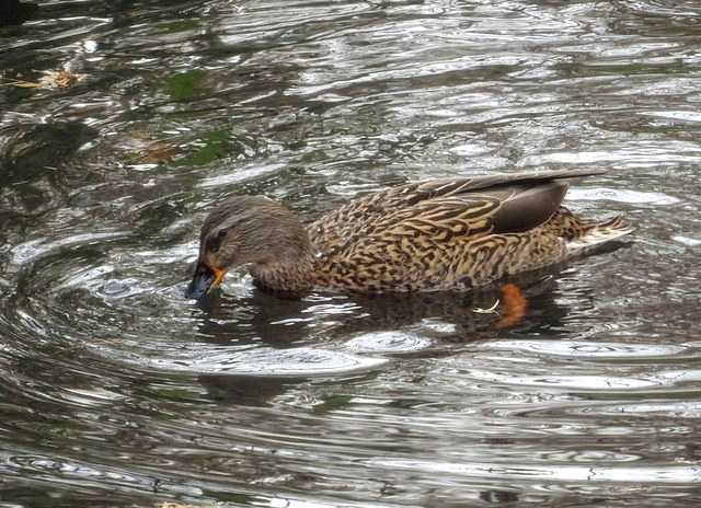 Ente