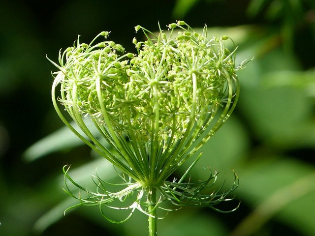 Wilder Kümmel