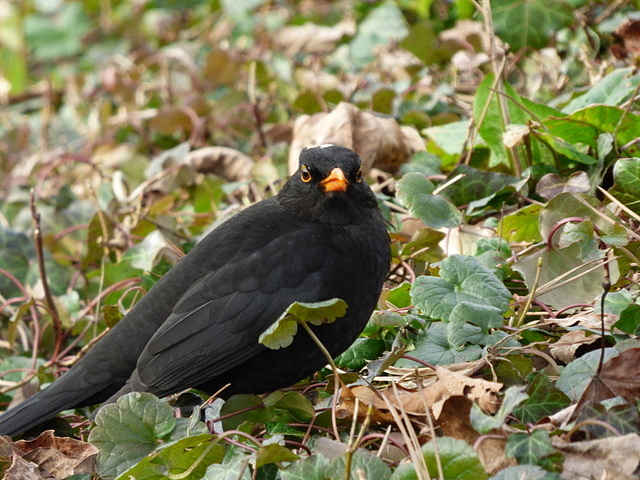 Amsel