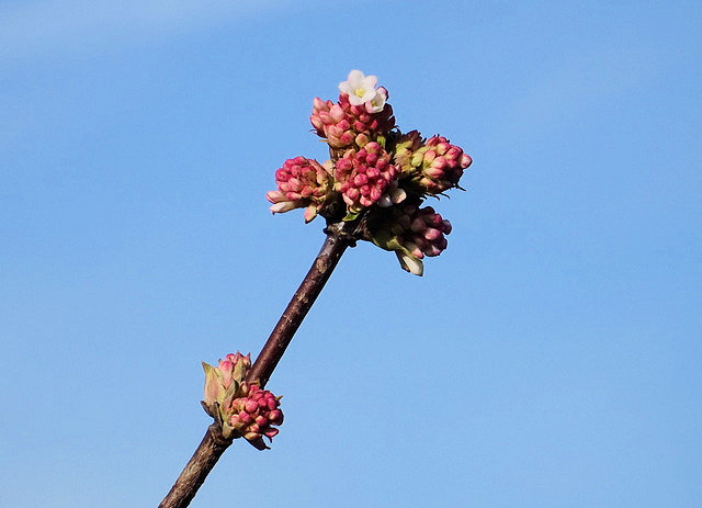 Blüten