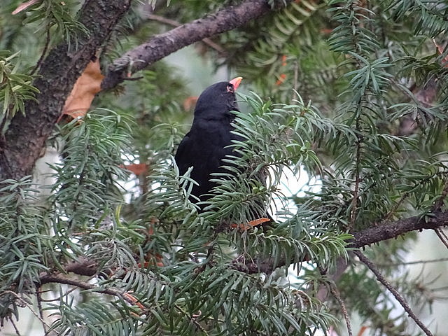 Amsel