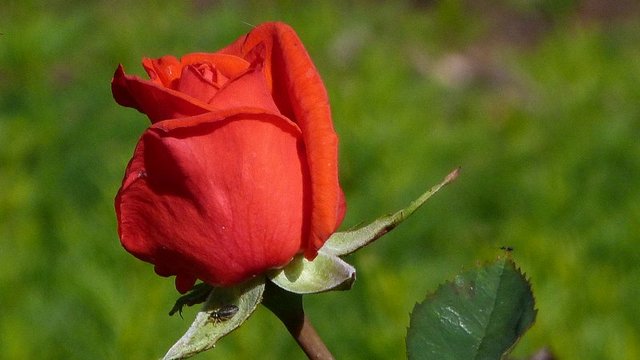 Rose