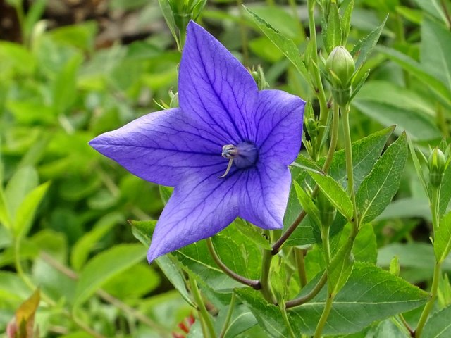 Ballonblume