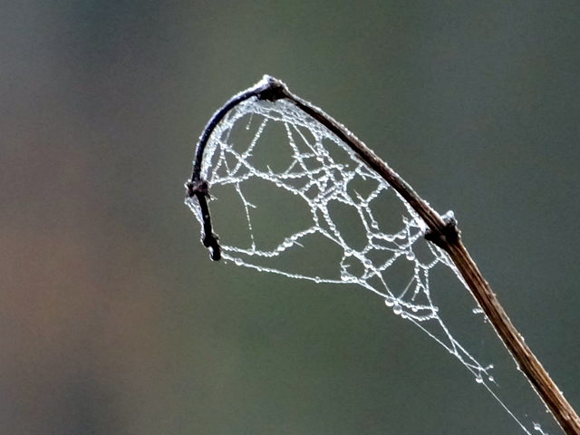 Frost am Zweig