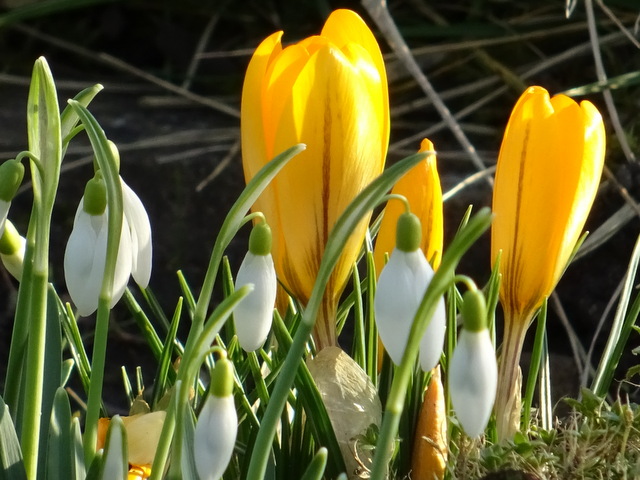Krokusse und Schneeglöckchen