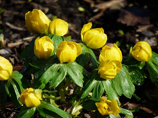 Winterlinge
