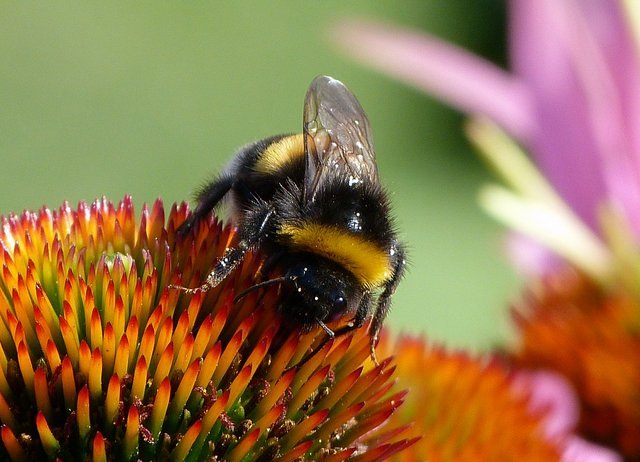 Hummel