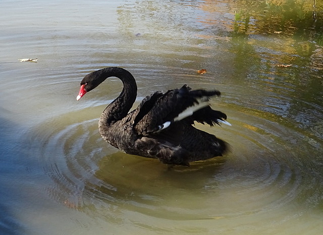 Trauerschwan