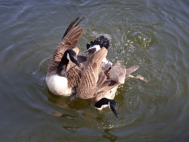 Paarung Kanadagänse