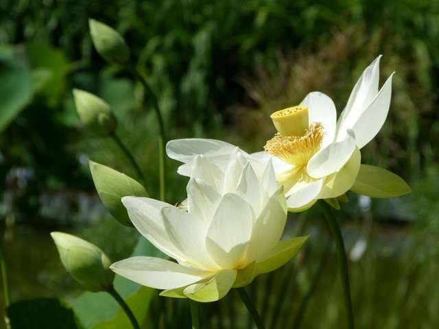 Lotus