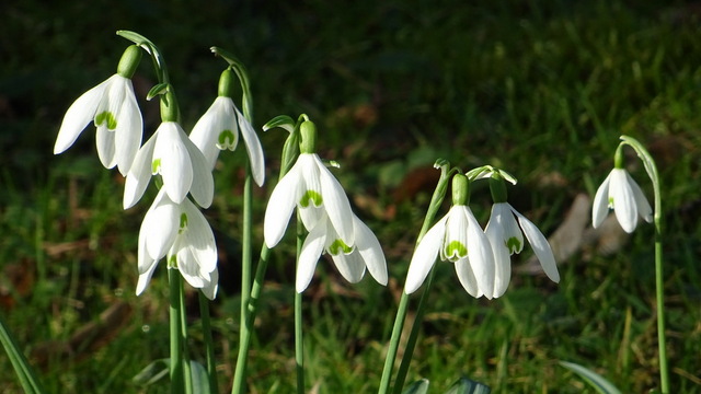 Schneeglöckchen
