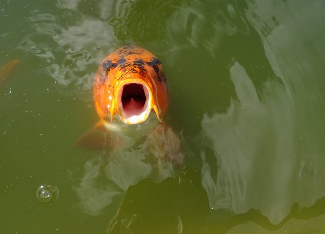 Koi